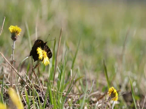 Spring blossom grass yellow dandelion butterfly Stock Footage 75587260