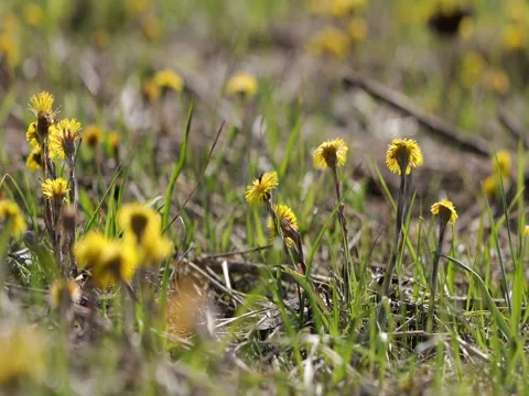 Spring blossom grass yellow dandelion Stock Footage 75587346