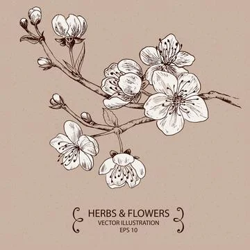 Spring Blossom Stock Illustration