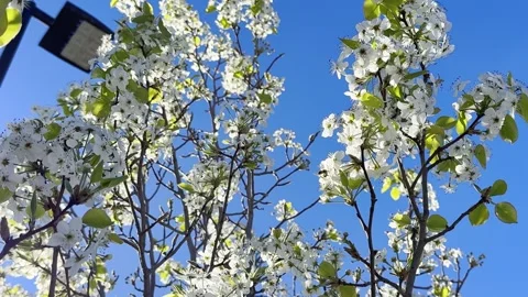 🌸 Spring Blossom: Macro White Cherry Flowers Stock Footage 330541954