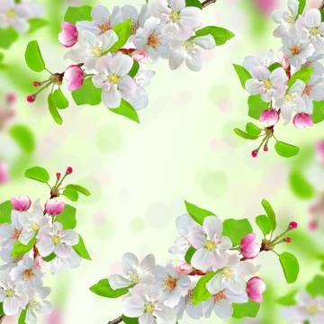 Spring blossom on nature background Stockfoto's