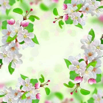Spring blossom on nature background Fotos de archivo