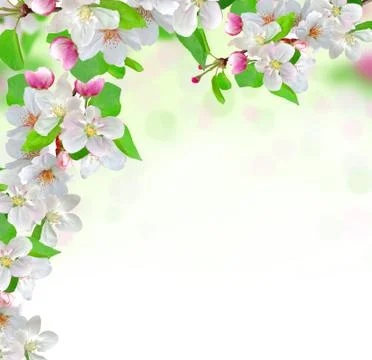 Spring blossom on nature background 写真素材