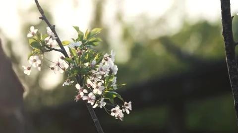Spring blossom orchard sunset. Stock Footage 306286926