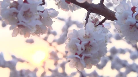 Spring blossom over sunset sky. Beautiful nature scene with blooming sakura tree Stock Footage 50042249
