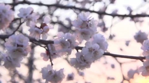 Spring blossom over sunset sky. Beautiful nature scene with blooming sakura tree Stock Footage 50042306