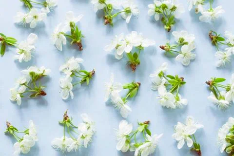 Spring blossom pattern Stock Photos
