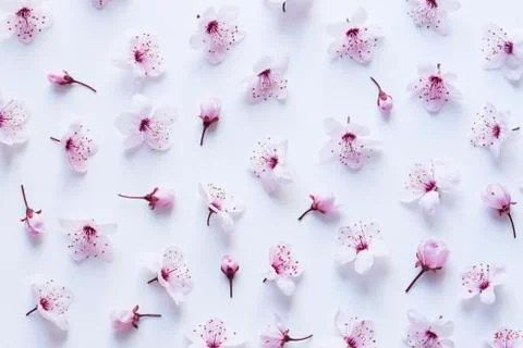 Spring blossom pattern Фото