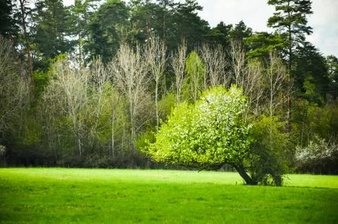 Spring blossom pear tree under blue sky full of clouds. Colorful green photo Stock Photos