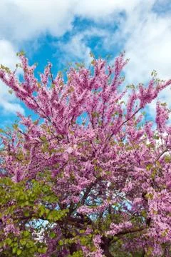 Spring blossom Stock Photos