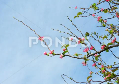 Spring blossom Stock Photos