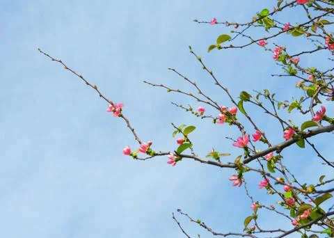 Spring blossom Stock Photos