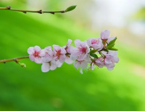 Spring blossom Stock Photos