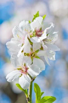 Spring blossom Fotos de archivo