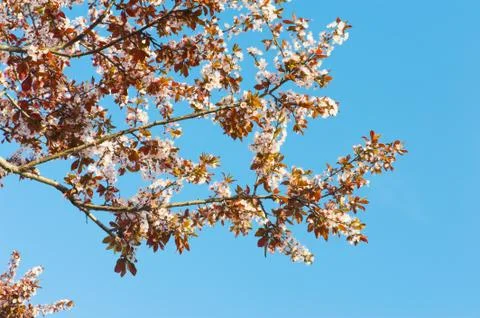 Spring blossom Stock Photos