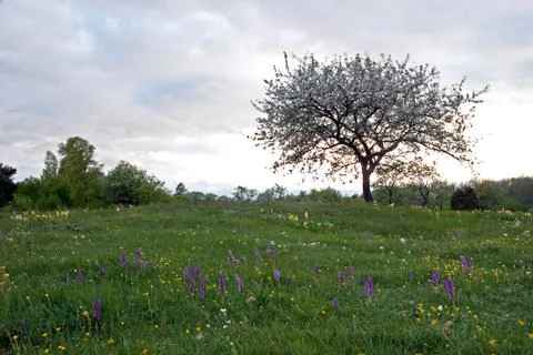 Spring blossom Stock Photos