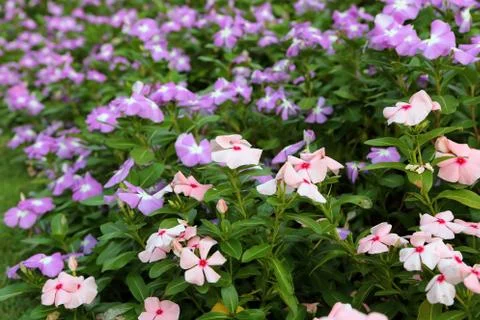 Spring blossom 스톡 사진