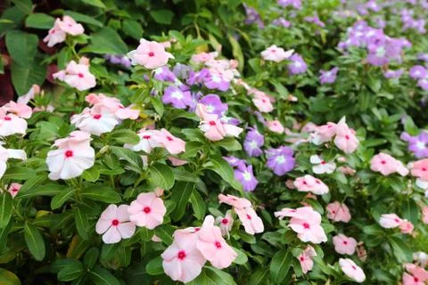 Spring blossom Stock Photos