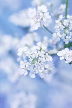 Spring blossom Stock Photos