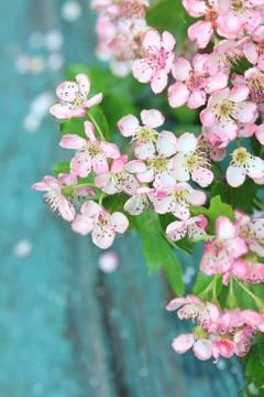 Spring blossom Stock Photos