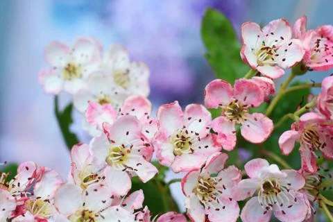 Spring blossom Stock Photos