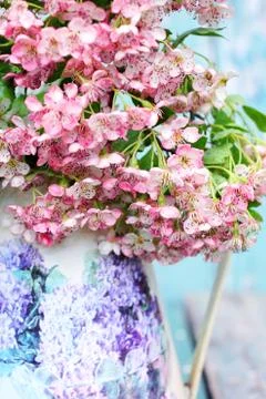 Spring blossom Stock Photos