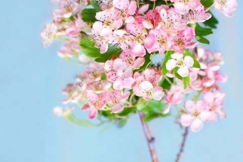 Spring blossom Stock Photos