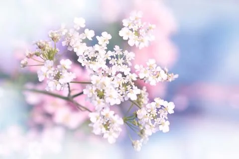 Spring blossom Stock Photos