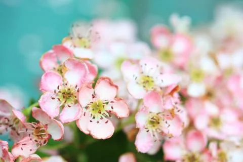 Spring blossom Stock Photos