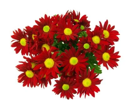 Spring blossom Stock Photos