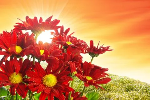 Spring blossom Foto stock