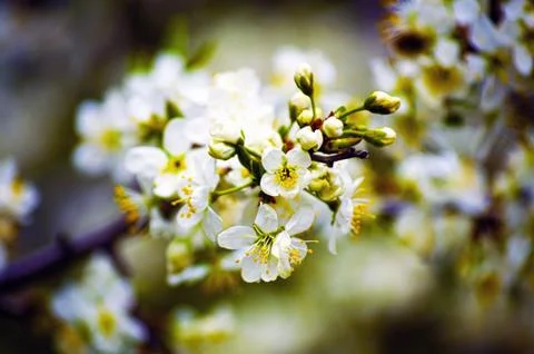 Spring blossom Stock Photos