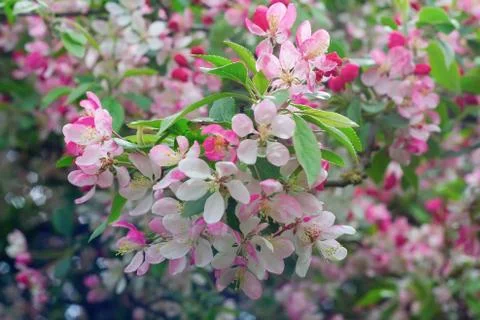 Spring blossom Stock Photos