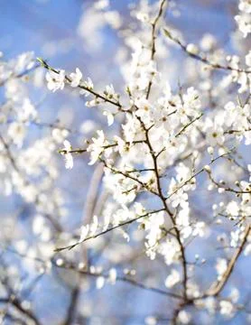 Spring blossom Stock Photos