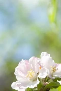 Spring blossom Stock-Fotos