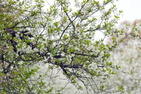 Spring blossom Stock Photos