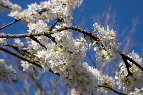 Spring blossom Stock Photos