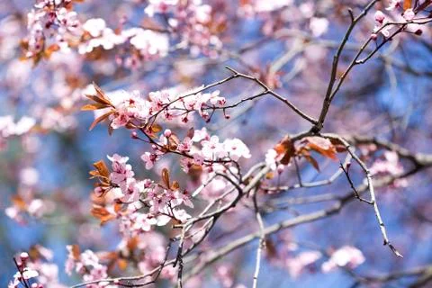 Spring blossom Stockfoto's