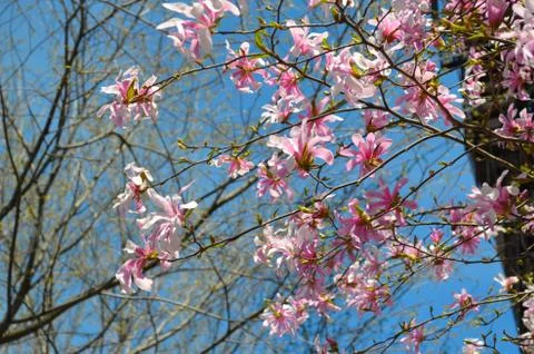Spring Blossom Foto stock
