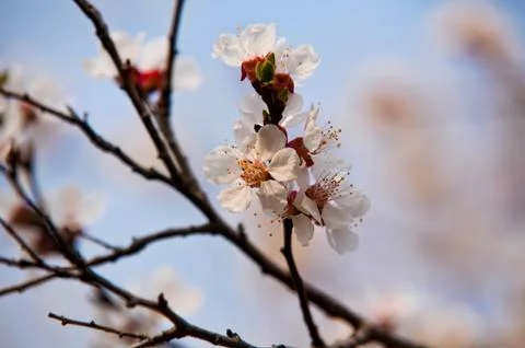 Spring blossom Stock Photos