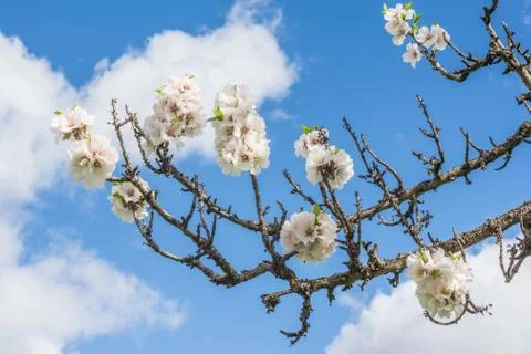 Spring Blossom Fotos Stock