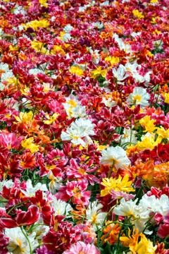Spring blossom Stock Photos