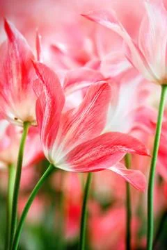 Spring blossom Stock Photos