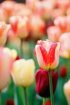 Spring blossom Stock Photos