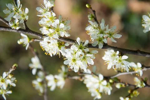 Spring blossom Stock Photos