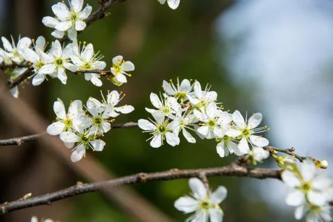 Spring blossom Foto stock