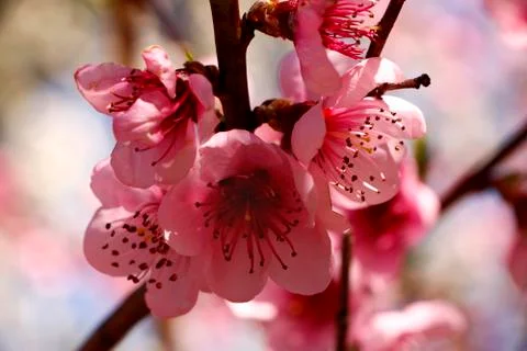 Spring Blossom Stock Photos