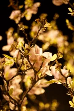 Spring blossom. Foto stock