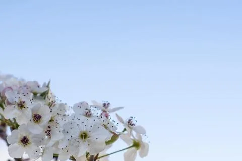 Spring Blossom Stock Photos