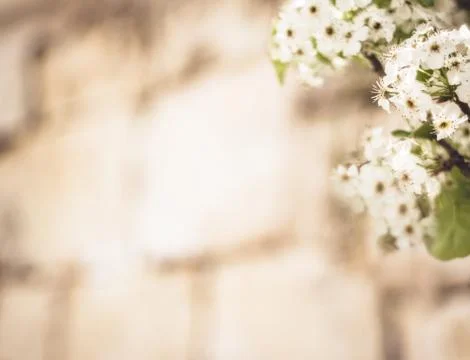 Spring blossom Stock Photos